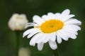 Macro Shot of white daisy flower in sunlight. Royalty Free Stock Photo