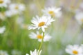Summer background of white Daisy flowers in horizontal frame Royalty Free Stock Photo