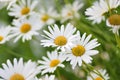 Summer background of white Daisy flowers in horizontal frame Royalty Free Stock Photo