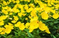 Summer background with yellow evening primrose. Royalty Free Stock Photo