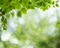 Summer backgrounds with birch foliage