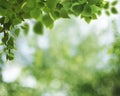 Summer backgrounds with birch foliage