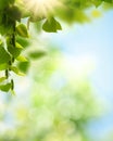 Summer backgrounds with birch foliage