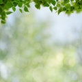 Summer backgrounds with birch foliage