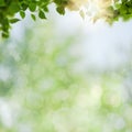 Summer backgrounds with birch foliage