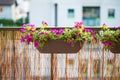 Summer balcony garden pots with petunia flowers Royalty Free Stock Photo