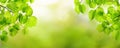 Summer banner background. Panorama with fresh green leaves, natural greenery and abstract bokeh light Royalty Free Stock Photo