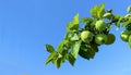 Summer banner with a branch of apple tree on a background of blue sky with copy space for your text. Apple branch with leaves and Royalty Free Stock Photo