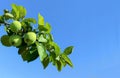 Summer banner with a branch of apple tree on a background of blue sky with copy space for your text. Apple branch with leaves and Royalty Free Stock Photo