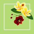 Summer banner, frangipani Plumeria with orchid flower and a ladybug. Royalty Free Stock Photo