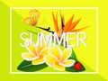 Summer banner, frangipani Plumeria with a paradise flower and a butterfly. Royalty Free Stock Photo