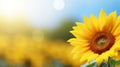 Summer banner with sunflower on blurred sunny backdrop in horizontal agriculture theme