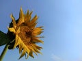 Summer banner with yellow bright sunflowers on a background of blue sky with copy space for your text. Sunflower seeds. Growing Su Royalty Free Stock Photo