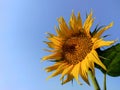 Summer banner with yellow bright sunflowers on a background of blue sky with copy space for your text. Sunflower seeds. Growing Su Royalty Free Stock Photo