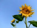 Summer banner with yellow bright sunflowers on a background of blue sky with copy space for your text. Sunflower seeds. Growing Su Royalty Free Stock Photo