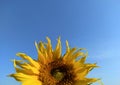 Summer banner with yellow bright sunflowers on a background of blue sky with copy space for your text. Sunflower seeds. Growing Su Royalty Free Stock Photo