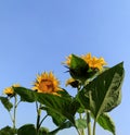 Summer banner with yellow bright sunflowers on a background of blue sky with copy space for your text. Sunflower seeds. Growing Su Royalty Free Stock Photo