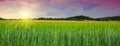 Sunset on green barley field . Royalty Free Stock Photo