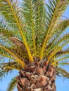 Summer beach background palm trees against blue sky banner panorama Royalty Free Stock Photo