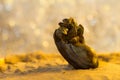 Summer beach. Closeup view on big mussel with many small mussels on a sand and river with sunlight spots as background at sunset.