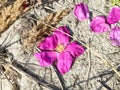 Summer Beach Flowers , White Beach Pink Sand Rosehip Flowers And Petal With Orange Berry And Green  Grass  Sea Nature Landscape  V