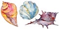 Summer beach seashell tropical elements. Watercolor background illustration set. Isolated shell illustration element. Royalty Free Stock Photo