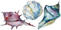 Summer beach seashell tropical elements. Watercolor background illustration set. Isolated shell illustration element. Royalty Free Stock Photo