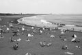 Summer beach / Shonan Coast