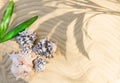 Summer beach with starfish and seashell in white sand . Royalty Free Stock Photo