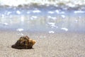 Summer beach vacation background with seashell, sand, sea and space for text. Single shell on the sand beach Royalty Free Stock Photo