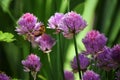 Summer beautiful background macro flower bee purple Royalty Free Stock Photo