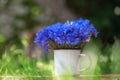 Summer beautiful bouquet blue corn flowers in white pot on nature background. Royalty Free Stock Photo