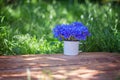 Summer beautiful bouquet blue corn flowers in white pot on nature background Royalty Free Stock Photo