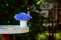 Summer beautiful bouquet blue corn flowers in white pot on nature background Royalty Free Stock Photo