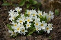 In summer, beautiful flowers exude a great fragrance Royalty Free Stock Photo