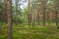 Summer in beautiful green pine forest Royalty Free Stock Photo