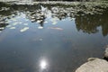 Carp koi in the garden`s pond. Royalty Free Stock Photo