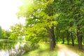 Summer beautiful landscape of a walking alley with tall trees and a pond in the city Park, a place for private walks and