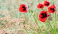 Summer beautiful red poppy and white camomile flowers on blue sky with cloud background. selective focus Royalty Free Stock Photo