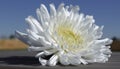 Summer beauty in nature a single daisy blossom in foreground generated by AI Royalty Free Stock Photo