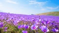 summer beauty outdoor purple countryside