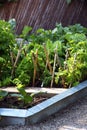 A summer bed in a vegetable garden with mixed crops