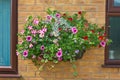 Summer bedding flowers in a wall mounted basket.