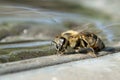 In summer, the bee drinks water Royalty Free Stock Photo