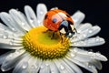 Summer beetle insect ladybird macro nature spring red plant ladybug flower daisy garden Royalty Free Stock Photo