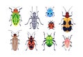 Summer beetles set. Wild bugs with multicolored wings. Fauna, nature species, insects with spots and stripes, patterns