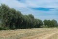 Summer, a freshly cut hay field in Belgium Royalty Free Stock Photo
