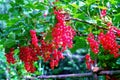 Red currant. Bunches of berries ripen on bush in summer