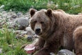 Summer Berry Bear Treat Royalty Free Stock Photo