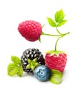 Summer berry fruits isolated Royalty Free Stock Photo